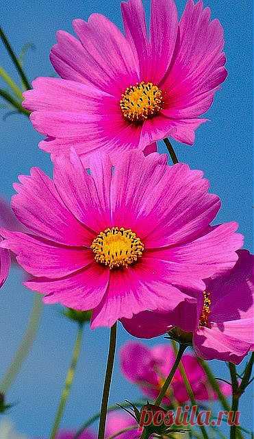 Cosmos | flores bellas