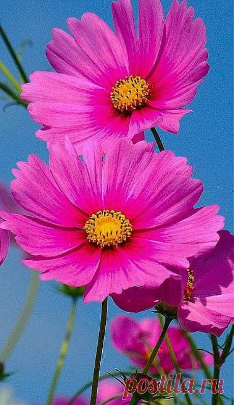 Cosmos | flores bellas