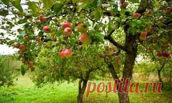 Болезни плодовых деревьев: 6 основных причин