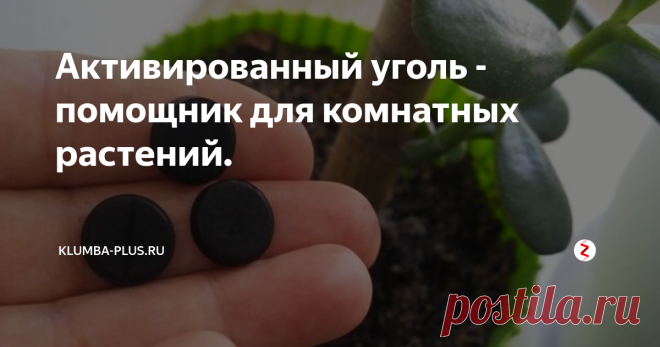 Активированный уголь - помощник для комнатных растений. Таблетки активированного угля есть в каждой домашней аптечке. На вид это таблетки чёрного цвета, которые являются отличным абсорбирующим средством и принимаются в основном при отравлениях. Активированный уголь поможет при уходе за комнатными растениями, этот препарат может вылечить и предотвратить загнивание корней, обеззаразить ранки и срезы растения, улучшить состояние земли в цветочных горшках.