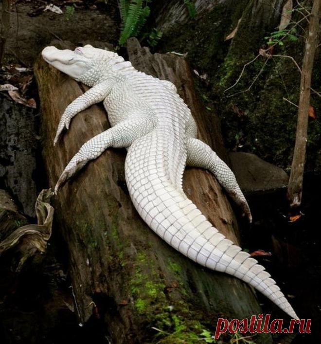 Удивительно выглядящие животные-альбиносы