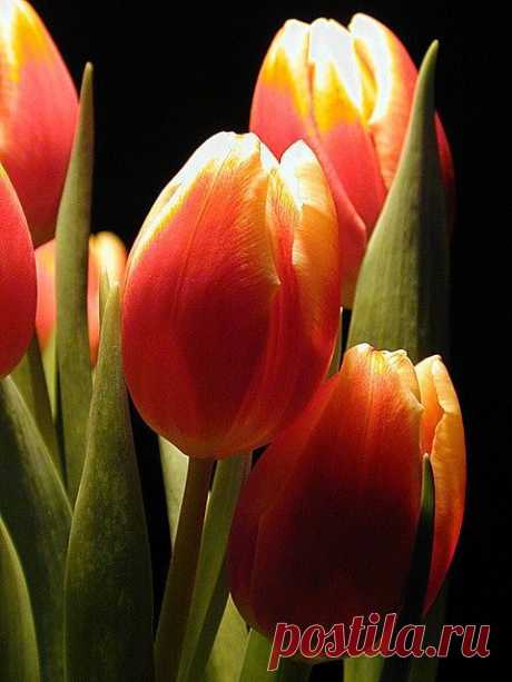 Orangey Yellow Tulip Beautiful gorgeous pretty flowers  |Roxanna Hambright приколол(а) это к доске FLOWERS