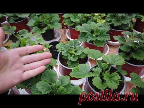 Как ускорить рост Пеларгонии. Несколько полезных советов.