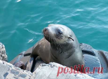 Детеныш тюленя спасся от косатки, прыгнув в моторную лодку: видео