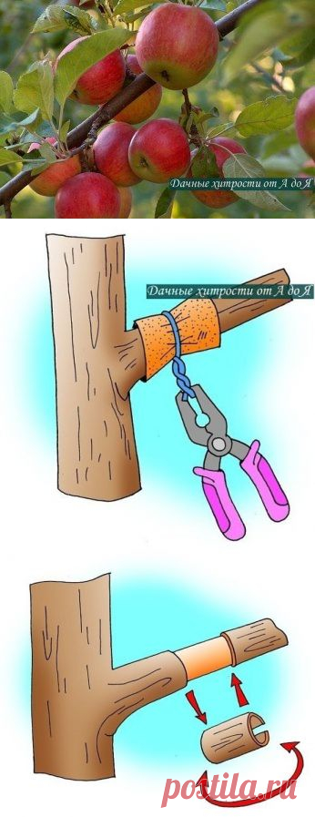 СПОСОБЫ ЗАСТАВИТЬ ПЛОДОНОСИТЬ ДЕРЕВЬЯ, ЕЩЕ БЫСТРЕЕ!!!

Так бывает: посадишь деревце, ждешь плодов год, два, три… восемь (!), а урожая все нет. Впору бери топор и руби бесполезное создание природы.