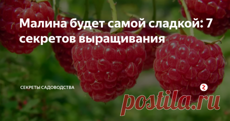 Малина будет самой сладкой: 7 секретов выращивания 1. Никогда не сажайте в огороде малину там, где мало