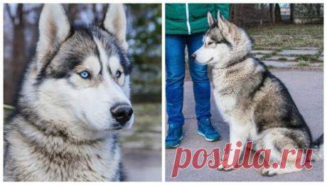 СОБАКА УДИВИТЕЛЬНОЙ КРАСОТЫ САМА ПРИШЛА ПРОСИТЬСЯ В ПРИЮТ В приюте "Островок надежды" был обычный день, полный забот, но тут сотрудники услышали громкий лай. К воротам подошел крупный пес, который пытался пробиться к людям.


















Когда волонтеры пошли посмотреть, кто же был незваным гостем, они удивились. На пороге стоял крас