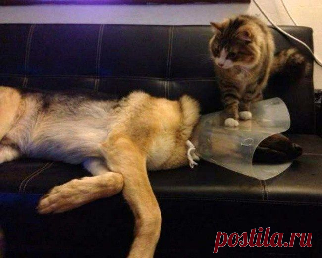 Наглость — второе счастье / Питомцы