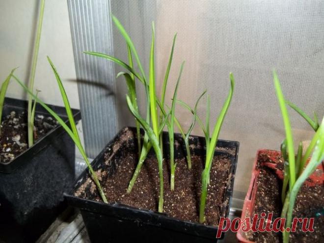 Лемонграсс (лимонная трава): применение, противопоказания, полезные свойства чая, как вырастить цимбопогон, видео, фото