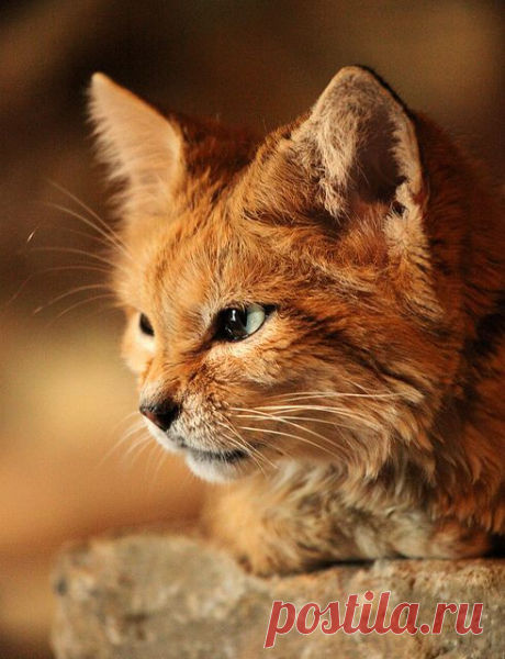 Magical Nature Tour, worldlyanimals: Arabian Sand Cat (sometimesong)