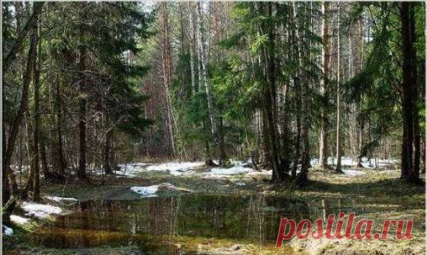 весна в лесу... - Самое интересное в блогах