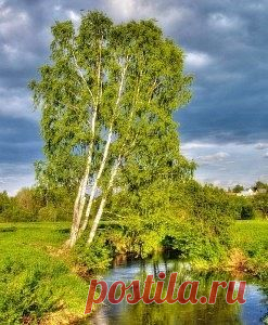Березовая магия.