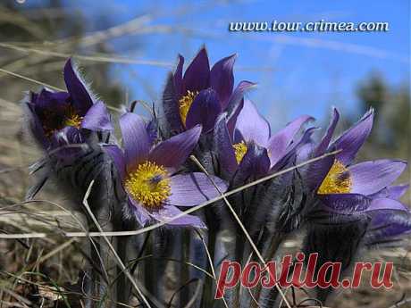 ВЕСЕННЕЕ ПРОБУЖДЕНИЕ