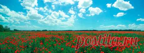 Прекрасные маки весны 2013г