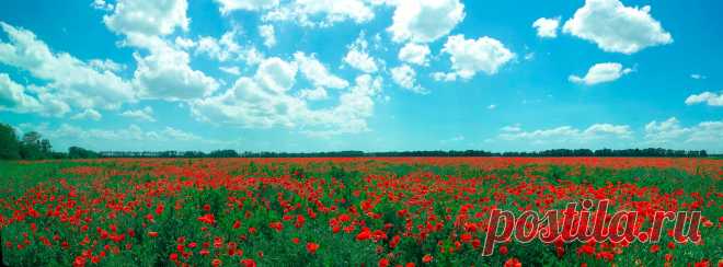 Прекрасные маки весны 2013г