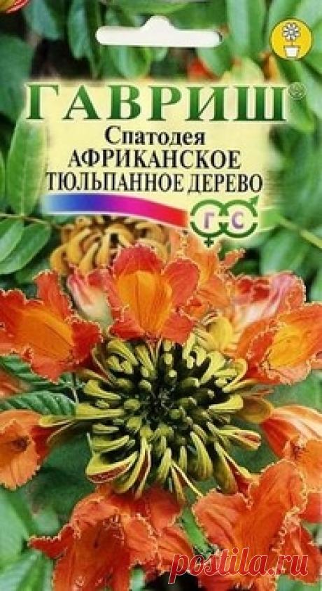 Спатодея "Африканское тюльпанное дерево"
