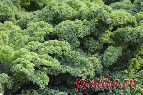 Капууста грюнколь, или Кудрявая капуста, или Кале