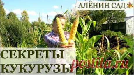 КУКУРУЗА все секреты выращивания! /