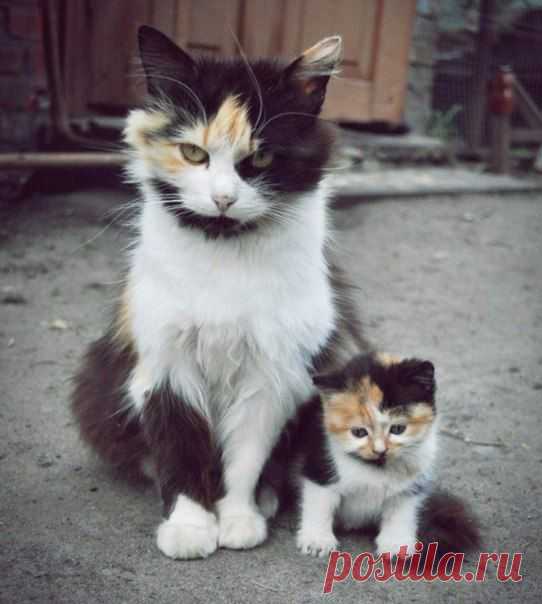 Милота с родителями :3 | Хитрости Жизни