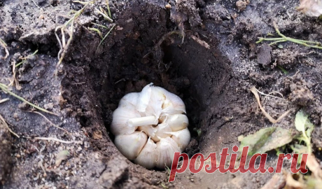 При посадке чеснока под зиму целыми головками результат получается не хуже, чем при высадке зубков: фото