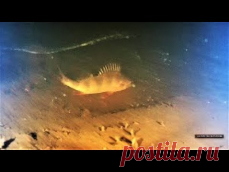Подводные съёмки в пруду зимой. Рыба есть - YouTube