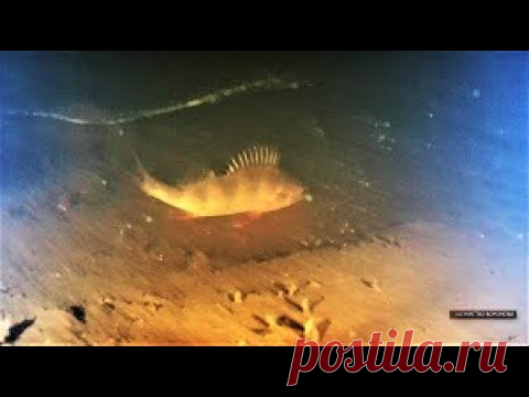 Подводные съёмки в пруду зимой. Рыба есть - YouTube