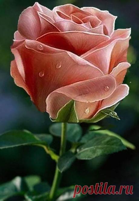 (1) Facebook