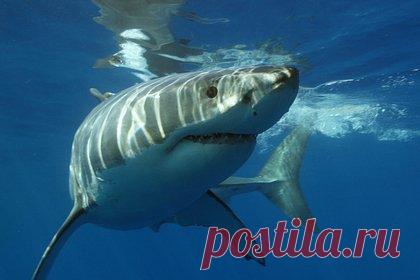 Мужчина не заметил преследующую его акулу-людоеда и потом разглядел ее на видео. Энди Бернелл, исследователь-любитель подводной жизни, запечатлел белую акулу, преследовавшую его каяк в Аделаиде, Австралия. Мужчина рассказал, что не заметил акулу, когда плыл на лодке. Только когда он пересмотрел запись, то обнаружил на кадрах хищника. Бернелл надеется, что сможет встретить акулу во второй раз.