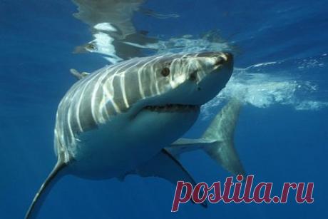 Мужчина не заметил преследующую его акулу-людоеда и потом разглядел ее на видео. Энди Бернелл, исследователь-любитель подводной жизни, запечатлел белую акулу, преследовавшую его каяк в Аделаиде, Австралия. Мужчина рассказал, что не заметил акулу, когда плыл на лодке. Только когда он пересмотрел запись, то обнаружил на кадрах хищника. Бернелл надеется, что сможет встретить акулу во второй раз.