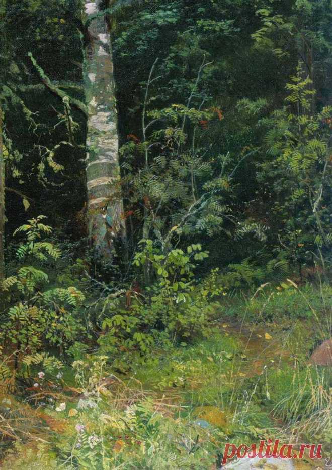 Иван Иванович Шишкин - великий русский пейзажист.
1832 - 1898.