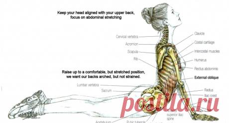 Stretching: Stretching the Abdominals - Baby Boomer Fitness Challenge