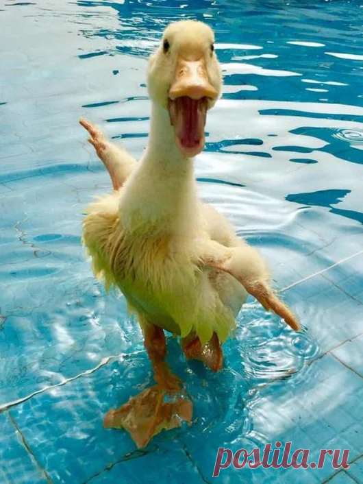 Animal life – Google+