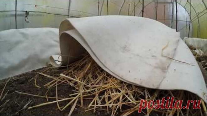 Рекомендации по укрытию винограда на зиму Север Беларуси 2017