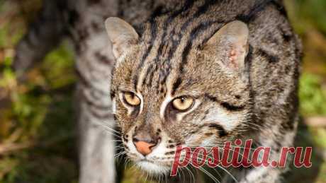 Кошка-Рыболов или Виверровый кот: 25+ фото Крапчатой, цена