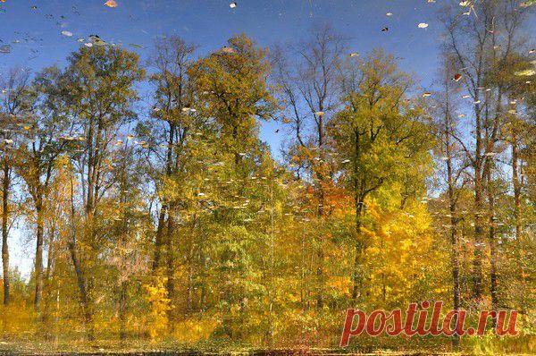 Осень. - 36 фото. Фотографии Ирина Гиль.