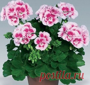 💧КАПЛЯ ЙОДА - И ВЫ НЕ УЗНАЕТЕ СВОЮ ГЕРАНЬ!
