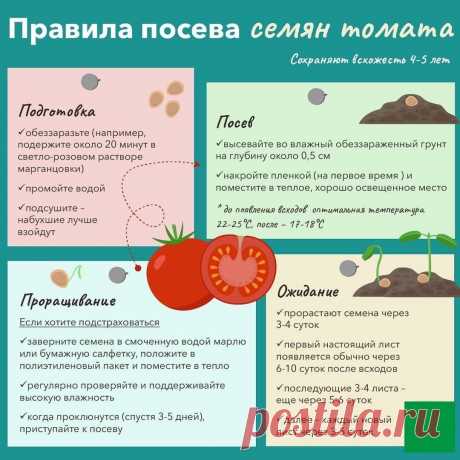 Посев семян томата