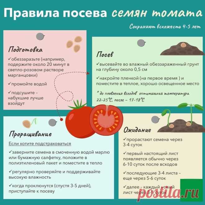 Посев семян томата