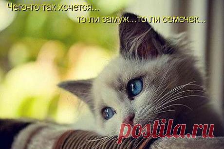 Вот они...