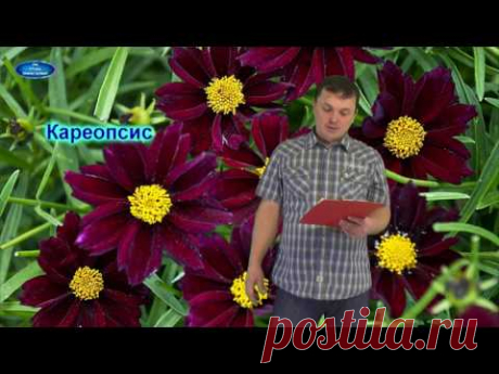 МНОГОЛЕТНИКИ, КОТОРЫЕ УКРАСЯТ ЛЮБОЙ ПАЛИСАДНИК!!!!