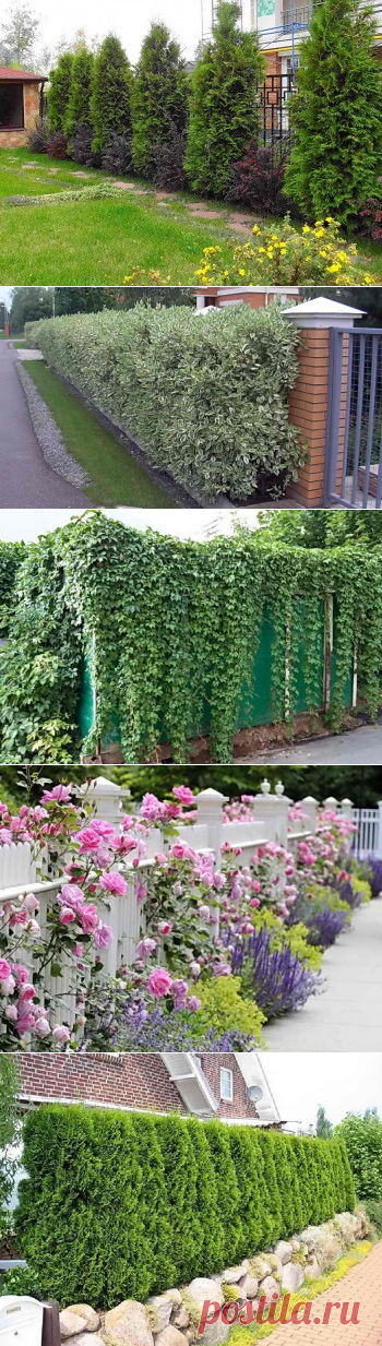 Что посадить вдоль забора, подсказка дачнику | Дача - впрок