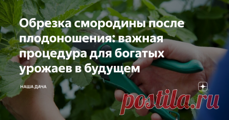 Обрезка смородины после плодоношения: важная процедура для богатых урожаев в будущем Почему необходимо делать обрезку смородины летом, после того, как собрали ягоды, ведь осенью все равно придется готовить кусты к холодам и так или иначе процедуру обрезки придется повторить? Такой вопрос задают многие дачники, пренебрегая летней обрезкой кустов. И зря, между прочим. Смородина, чуть отдохнув после перенесенной нагрузки, начинает закладывать цветочные почки.
