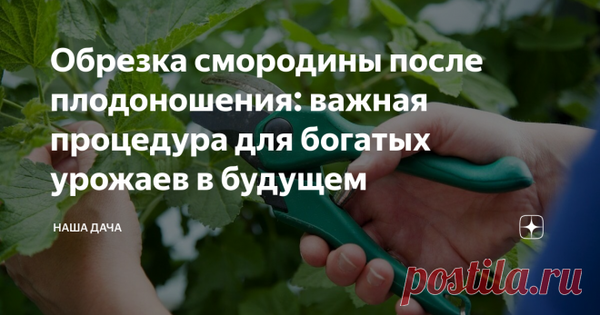 Обрезка смородины после плодоношения: важная процедура для богатых урожаев в будущем Почему необходимо делать обрезку смородины летом, после того, как собрали ягоды, ведь осенью все равно придется готовить кусты к холодам и так или иначе процедуру обрезки придется повторить? Такой вопрос задают многие дачники, пренебрегая летней обрезкой кустов. И зря, между прочим. Смородина, чуть отдохнув после перенесенной нагрузки, начинает закладывать цветочные почки.
