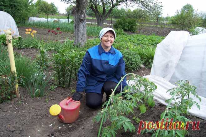 Полезные советы не только начинающим, но и опытным огородникам