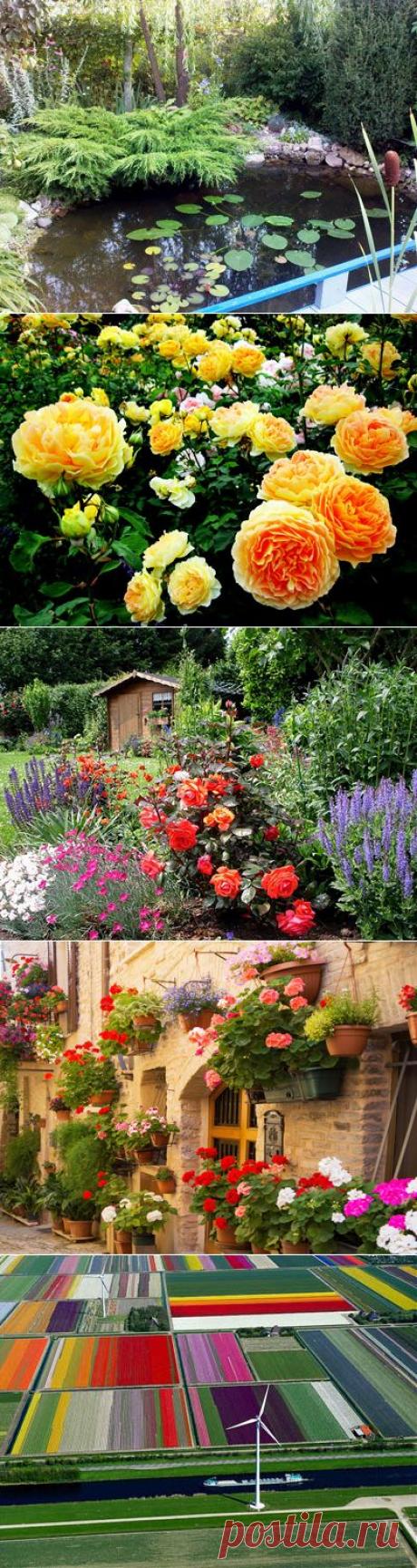 Статьи - Мир в цвету - сайт о комнатных растениях и садовых цветах