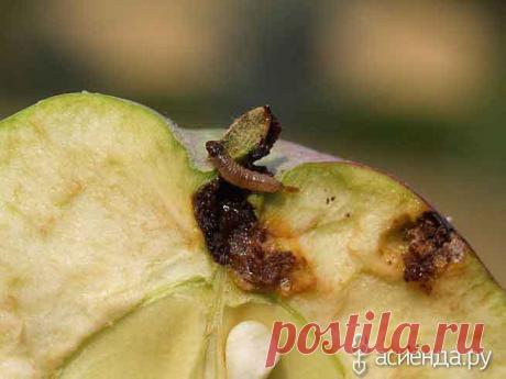 Яблонная плодожорка - враг урожая - яблонная плодожорка, яблоневая плодожорка