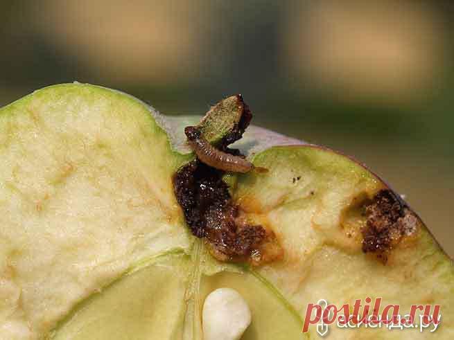 Яблонная плодожорка - враг урожая - яблонная плодожорка, яблоневая плодожорка