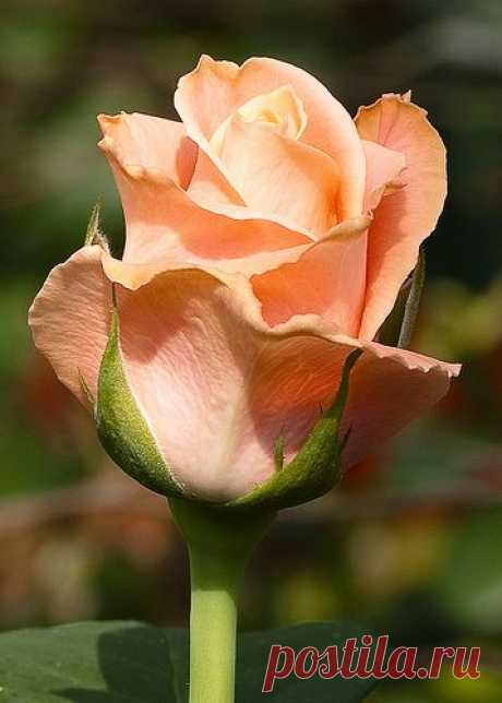 Rose perfection! 
от freefotopia    |  Pinterest • Всемирный каталог идей
