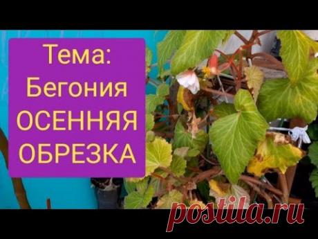 Клубневые бегонии осенью. Как обрезать бегонии. Индивидуальный подход к каждой бегонии.