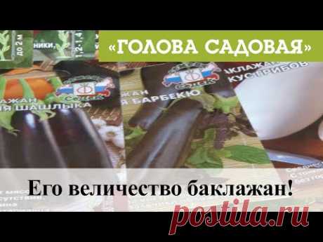 Голова садовая - Его величество баклажан!
